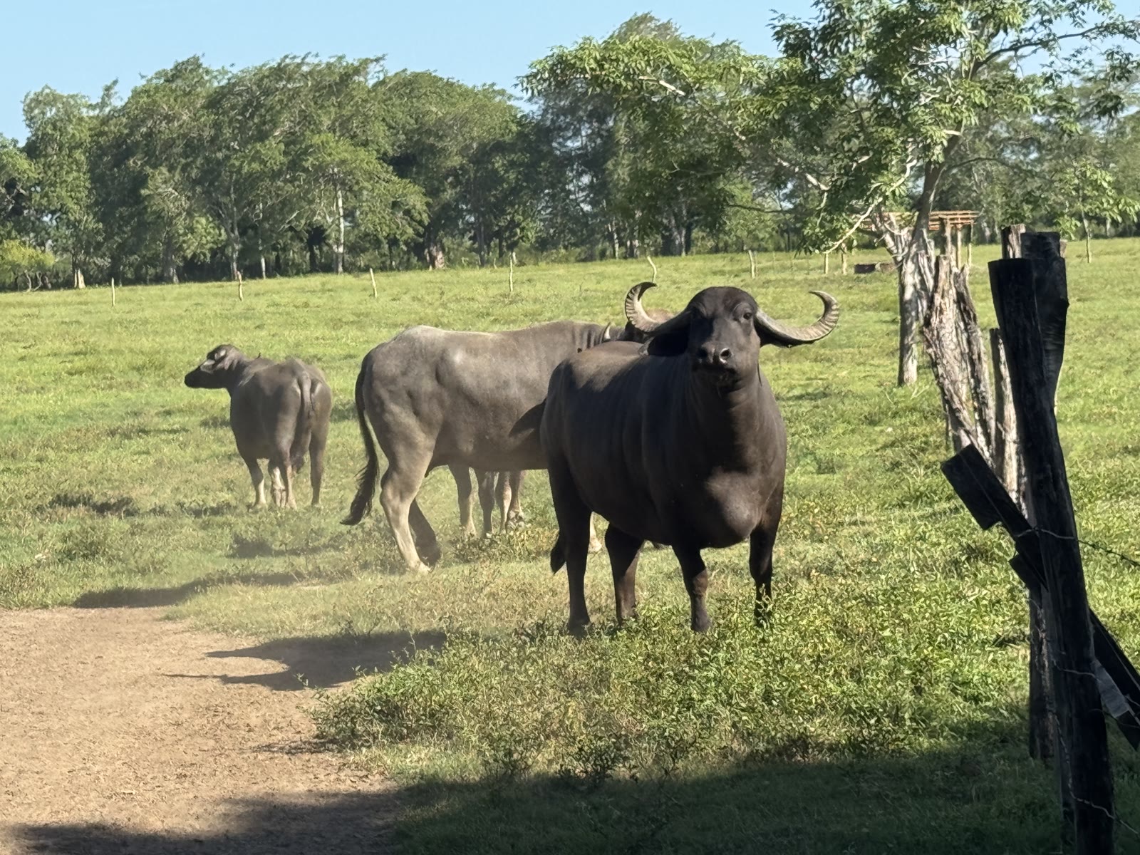Los cuatro búfalos caminando en fila