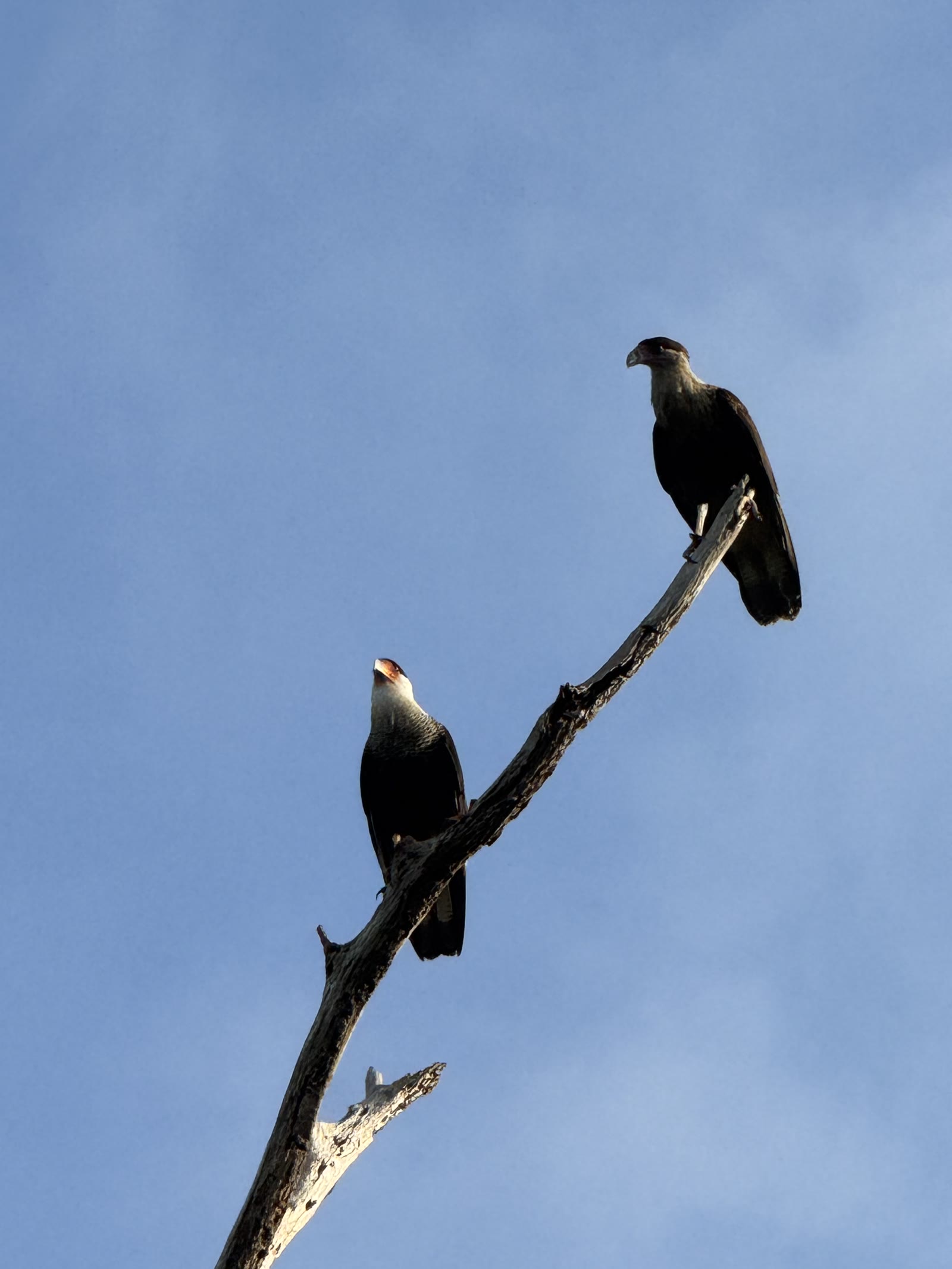 Red Leader and Red Two perched on a branch