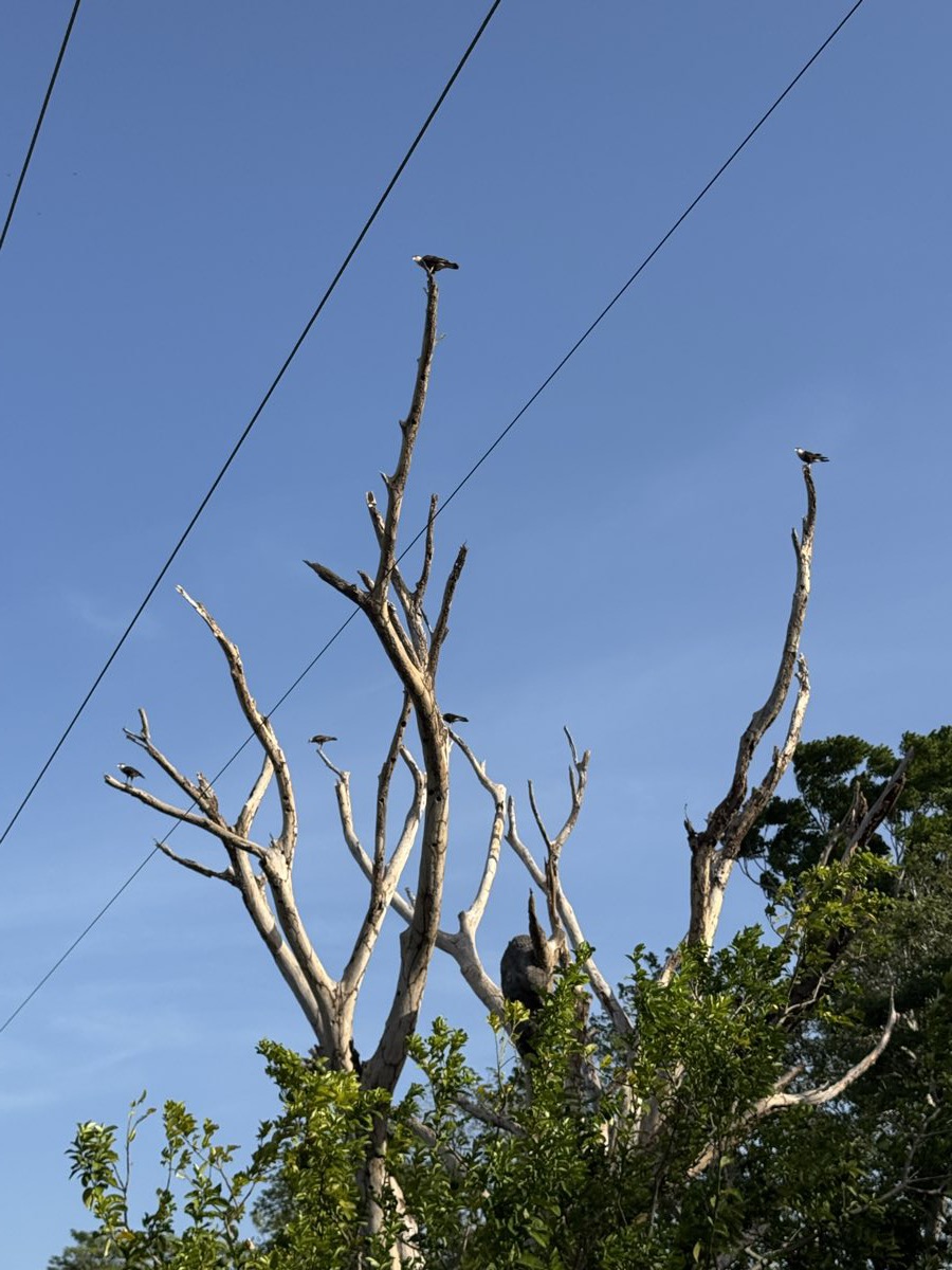 El escuadrón, otro ángulo del mismo árbol