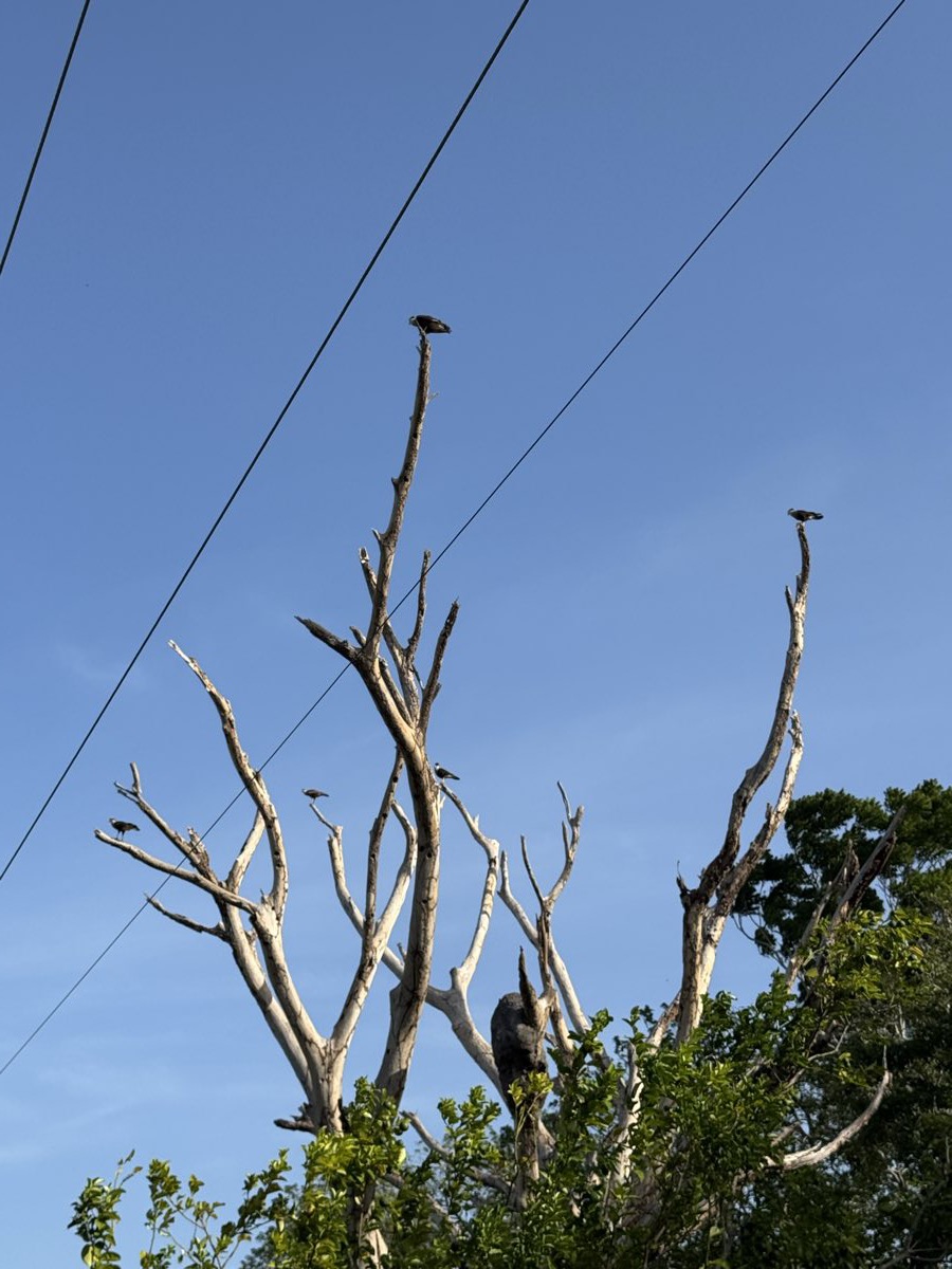 El Escuadrón Rojo completo, varios caracaras posados en el mismo árbol muerto
