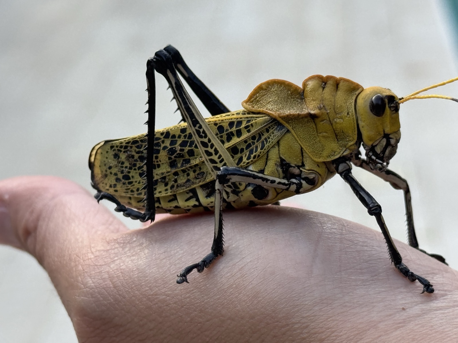 Yoda the giant grasshopper, on a hand