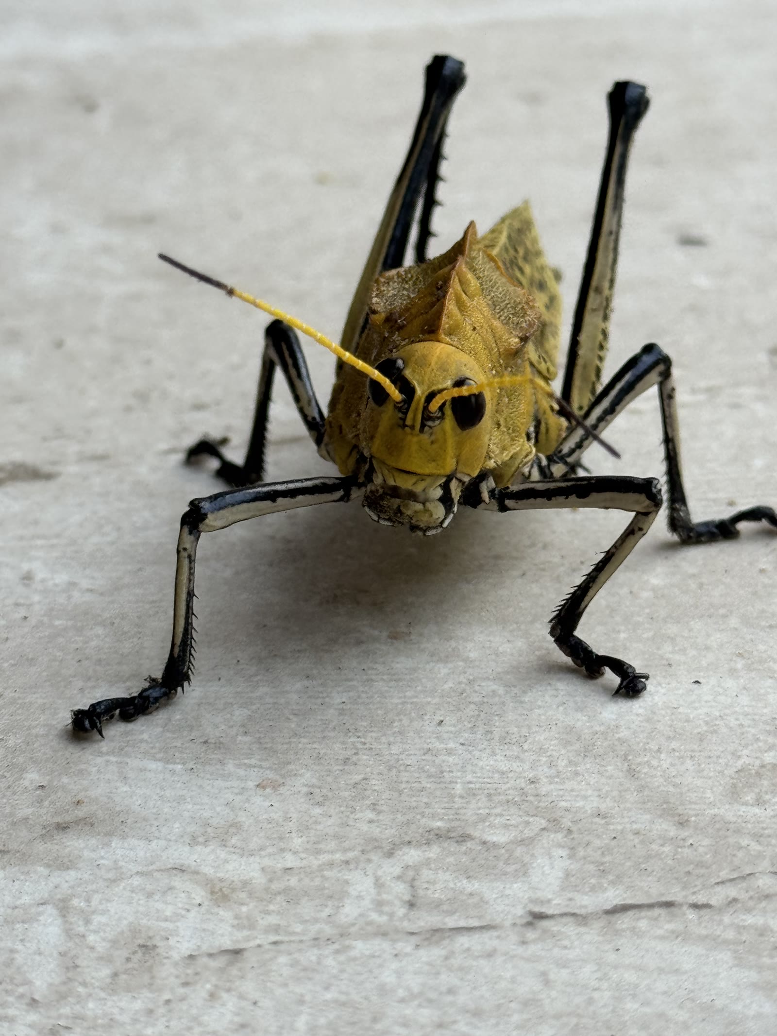 Yoda close-up, showing his eyes and antennae