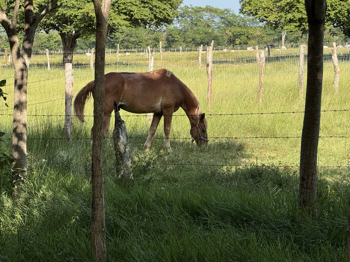 Hunter, el caballo castaño, pastando junto a la cerca