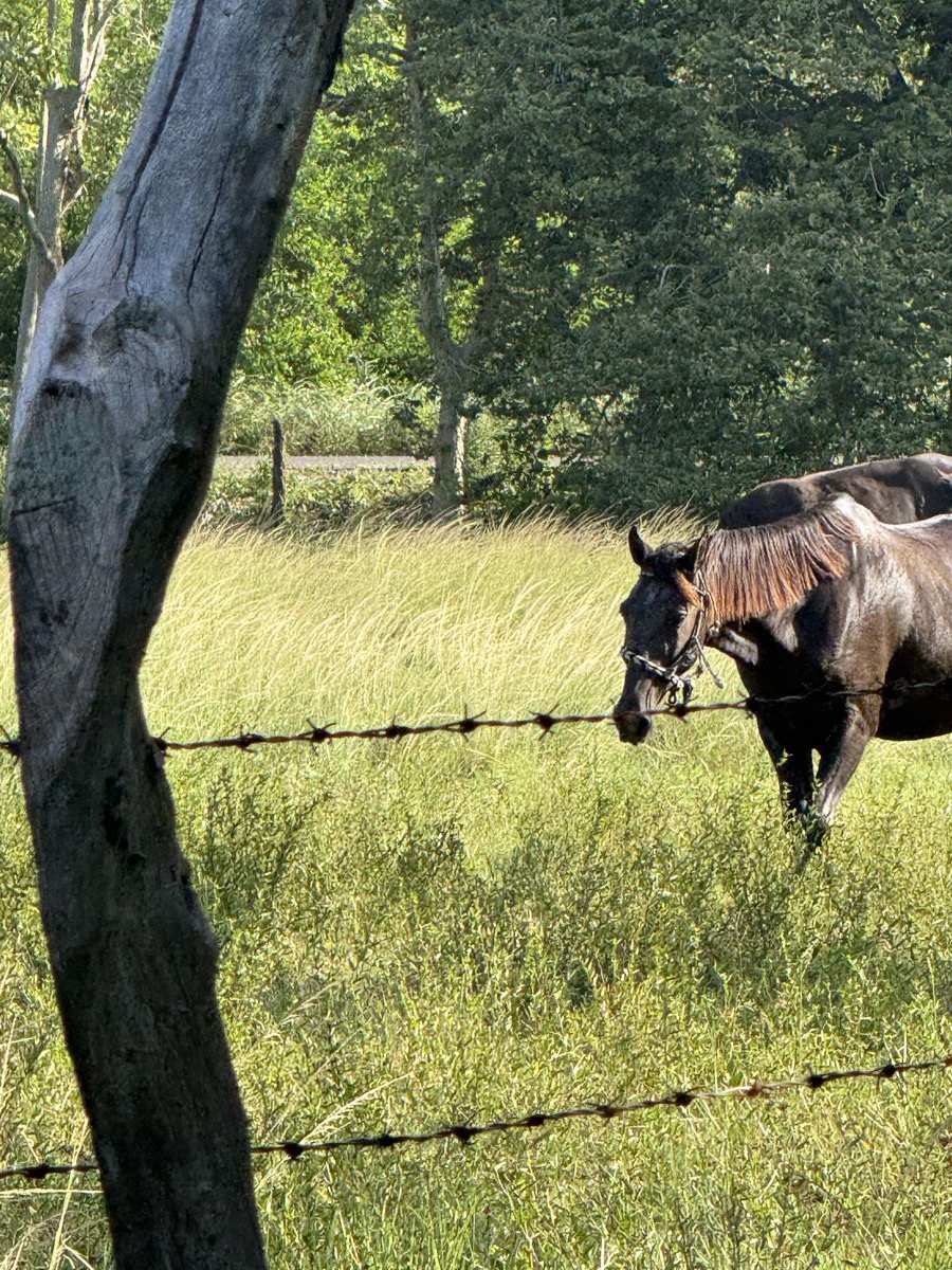 Wrecker, el caballo oscuro, apenas visible detrás de un tronco