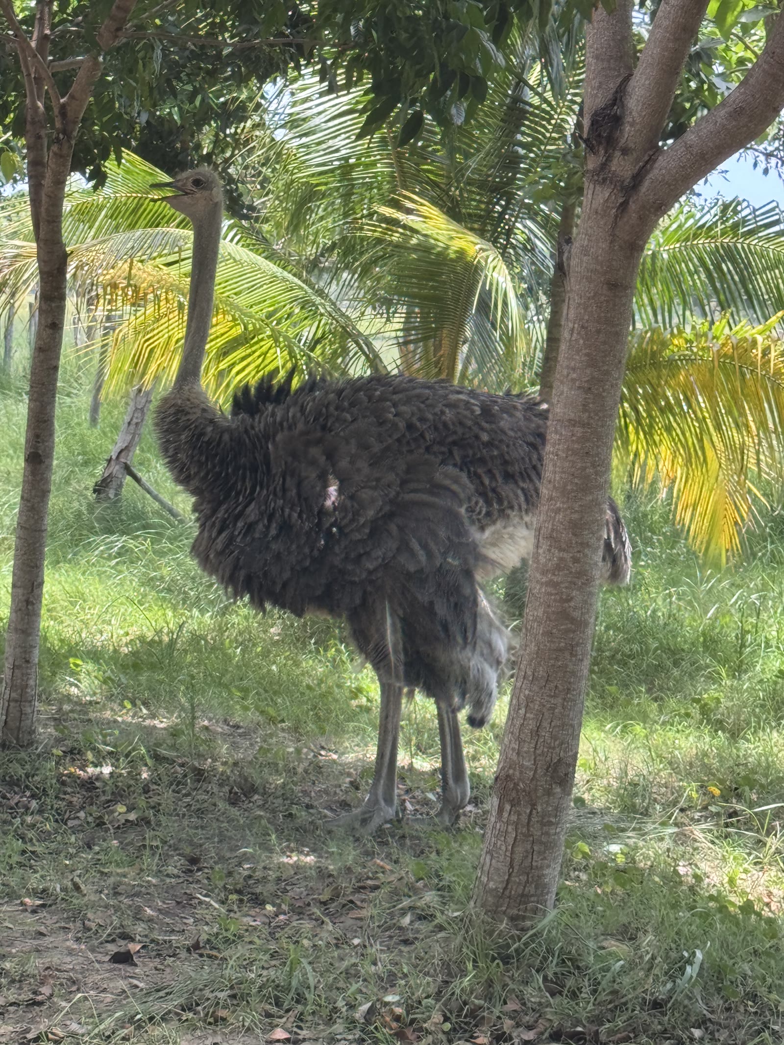 Leia the ostrich
