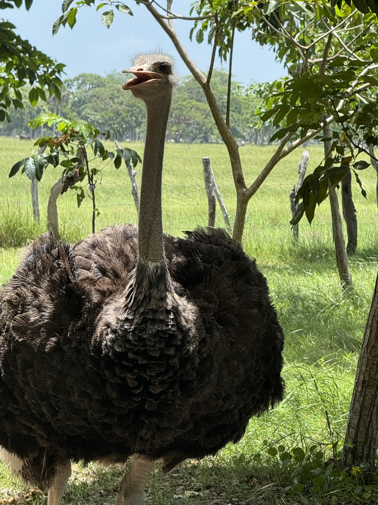 Luke the ostrich