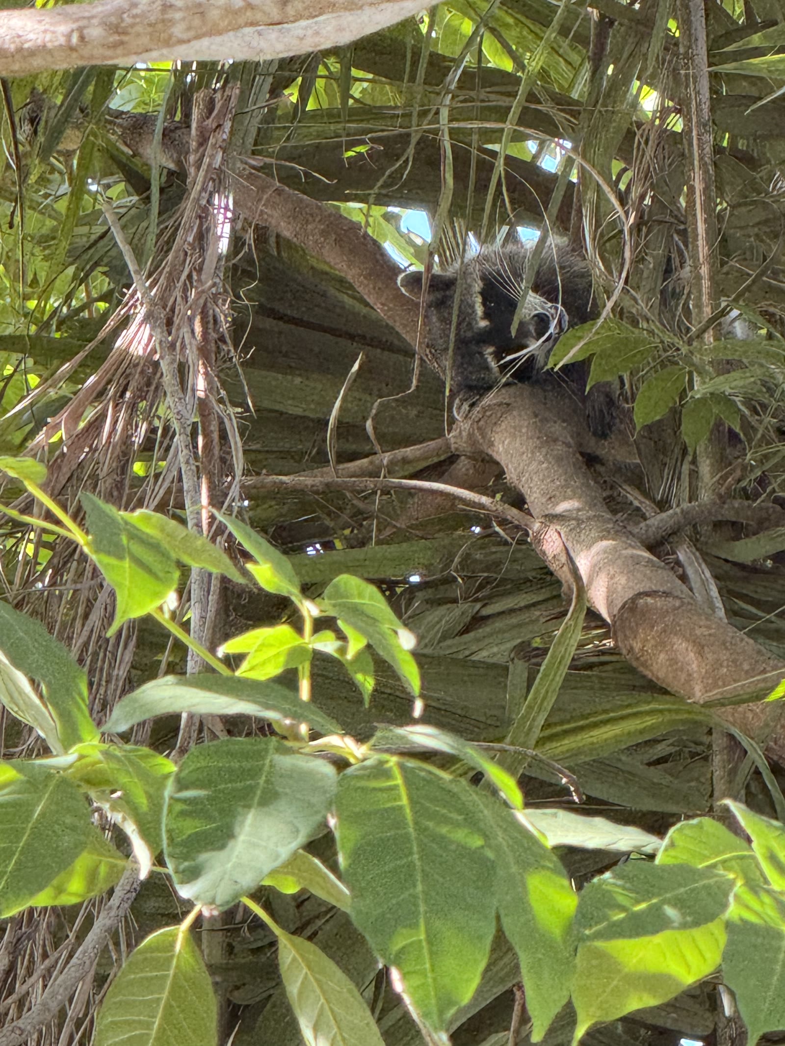 El maestro Plo Koon escondido en lo alto del árbol