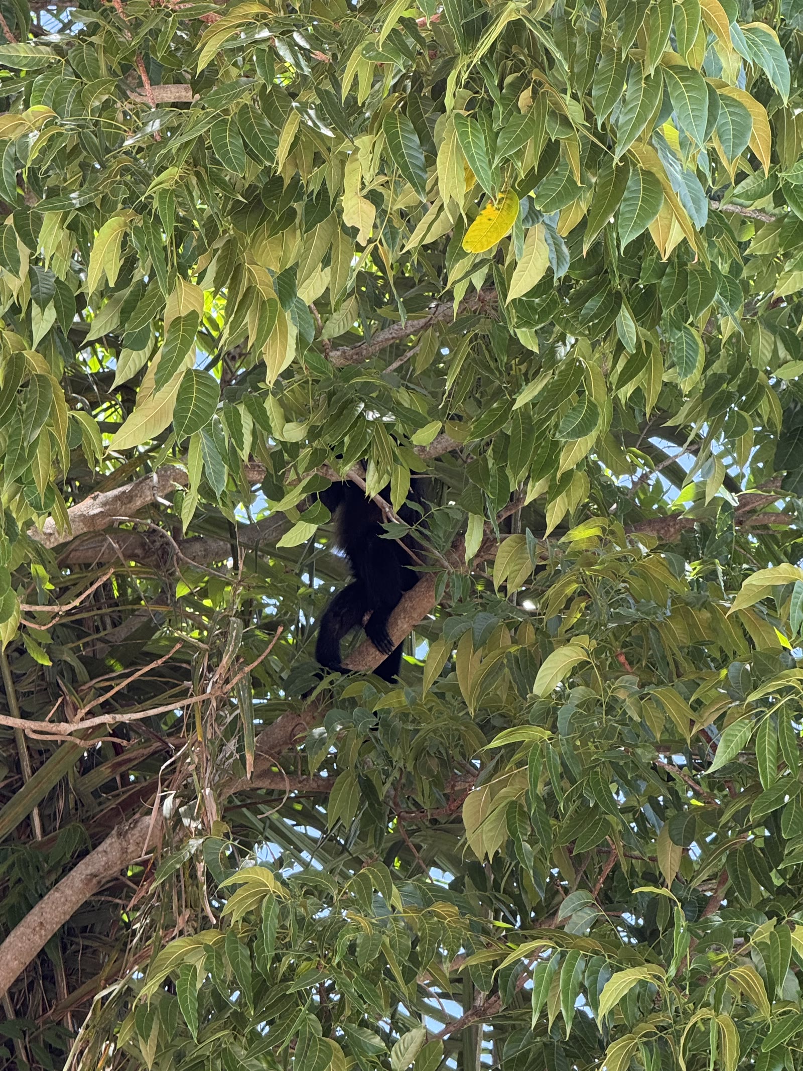 Qui-Gon Jinn descansando en lo alto del árbol