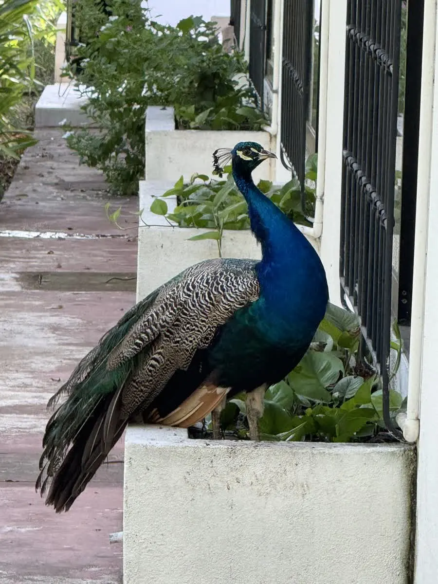 The Father, the male peacock with complete blue-green plumage