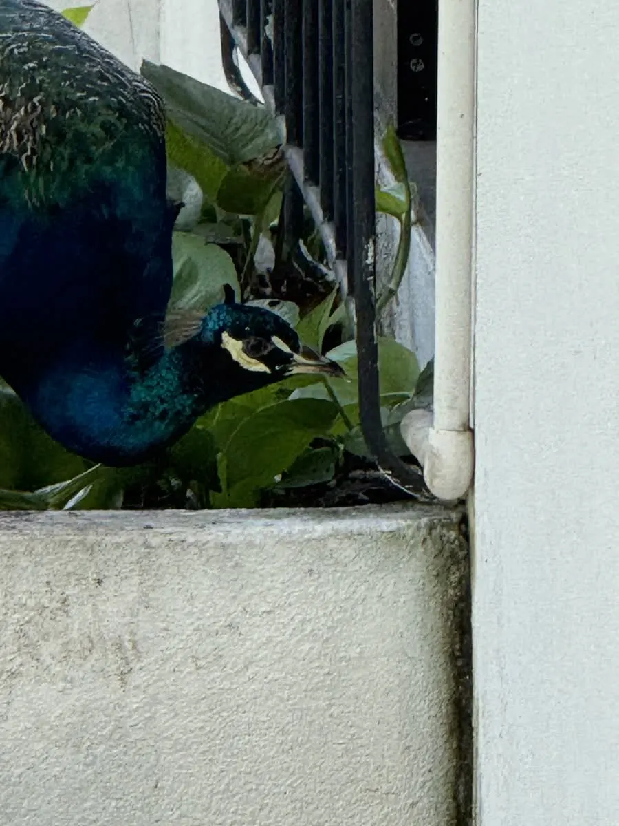 El Padre con su plumaje completo abierto