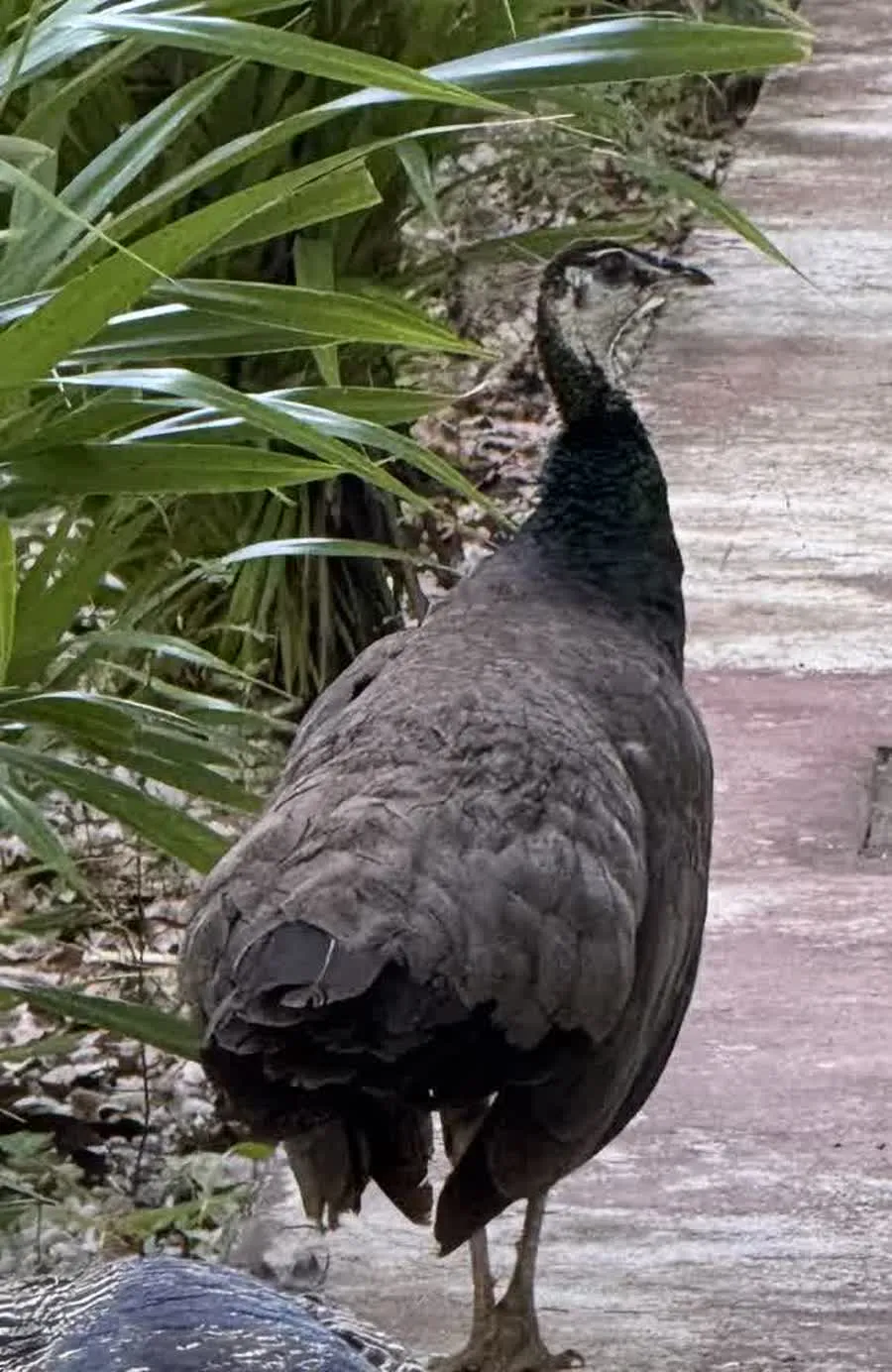 The Son, the peacock with more subdued brown tones