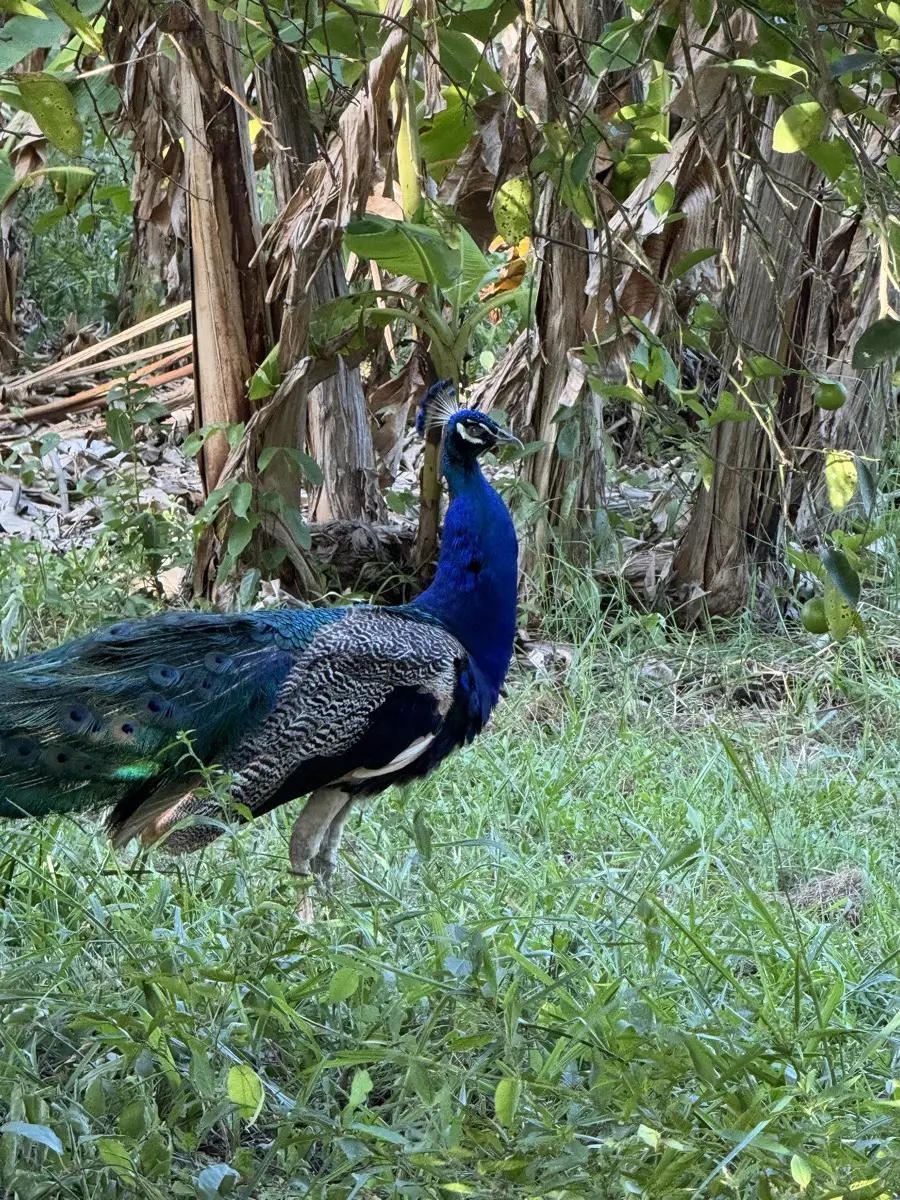El Padre, el pavorreal macho de plumaje azul-verde completo