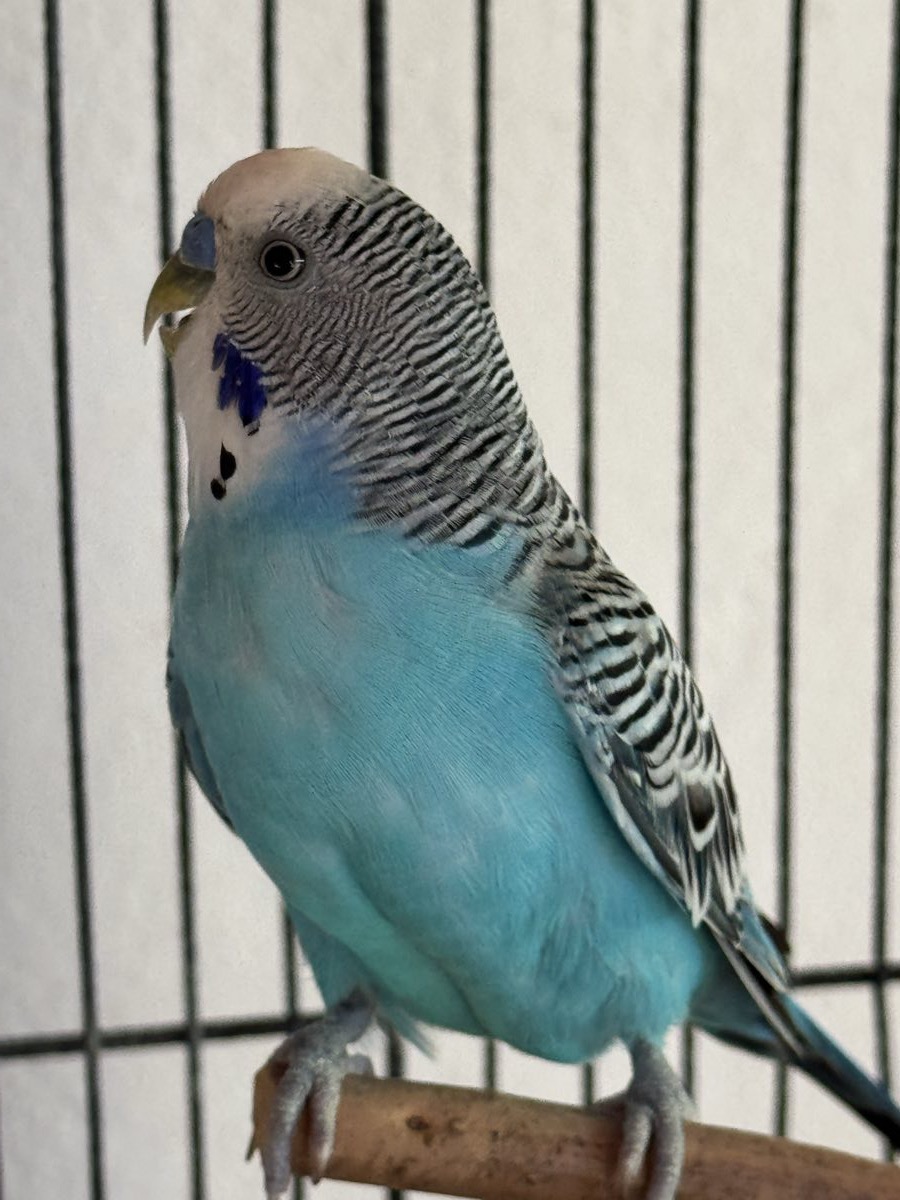 Perico verde, retrato de perfil