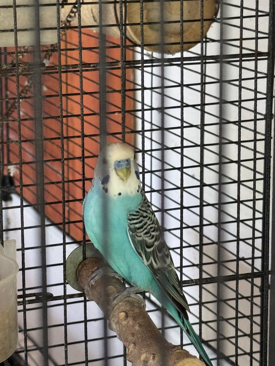 El Escuadrón Azul dentro de su jaula, en la terraza
