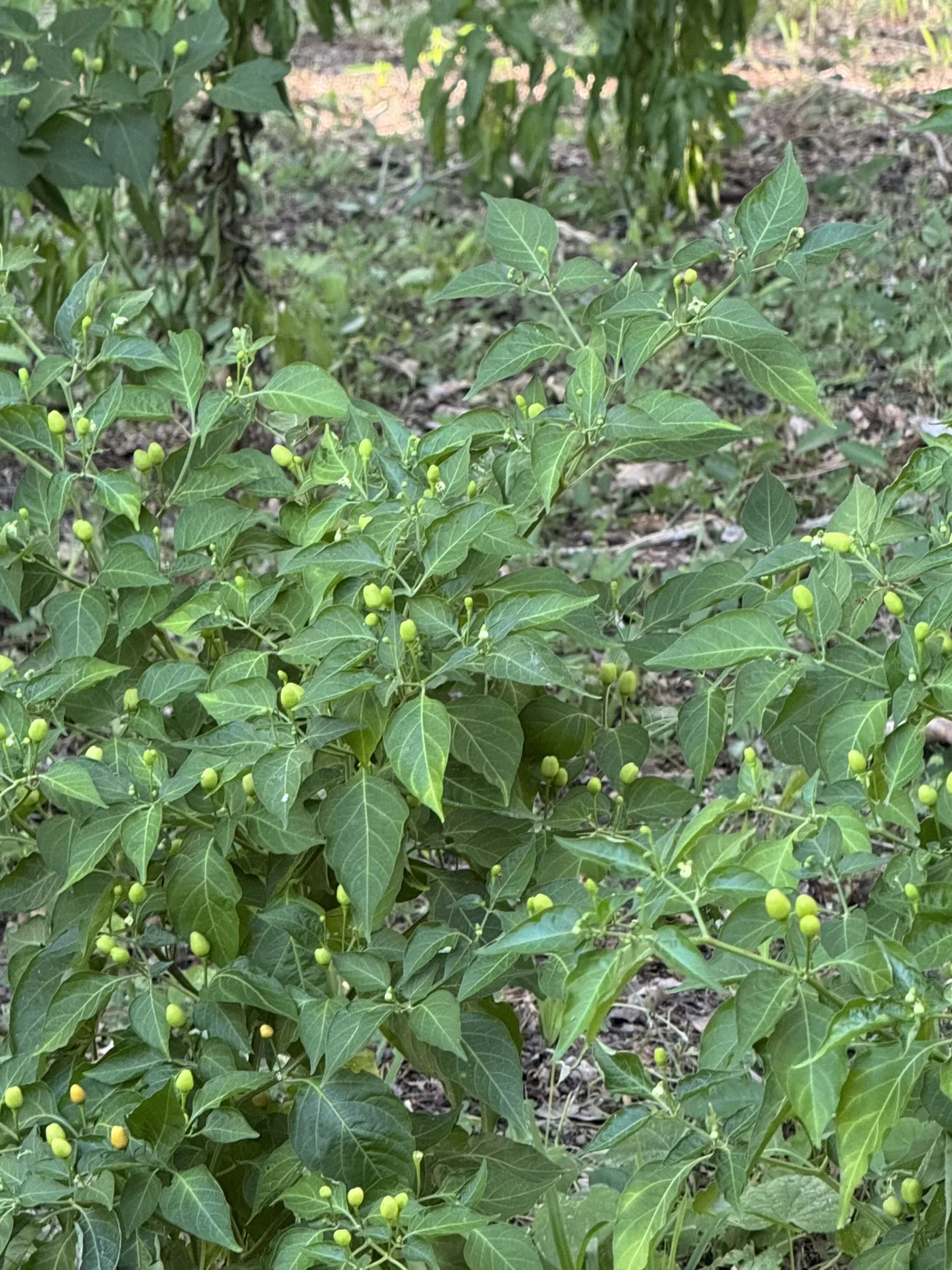 Chile amashito todavía verde, creciendo silvestre en su propia mata